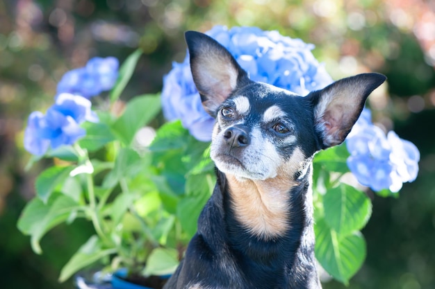 Dog toy terrier leżącego w soczysta zielona trawa i niebieskie kwiaty Reklama wysokiej jakości stock photo Zwierzęta spacerujące latem