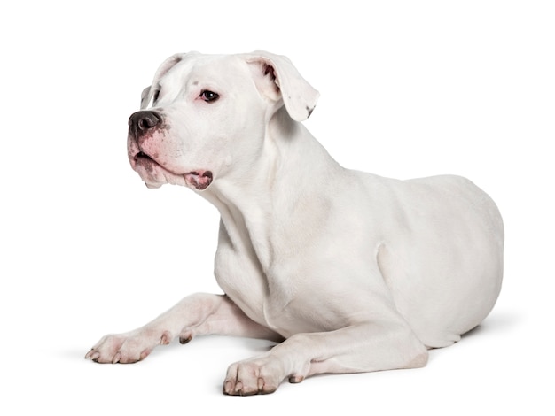 Dogo Argentino Patrzeje Kamerę Przeciw Białemu Tłu