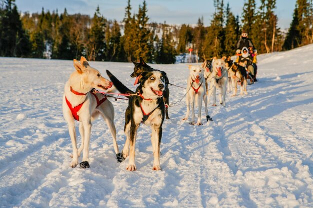 Zdjęcie dogsledowanie po śnieżnym krajobrazie podczas zachodu słońca