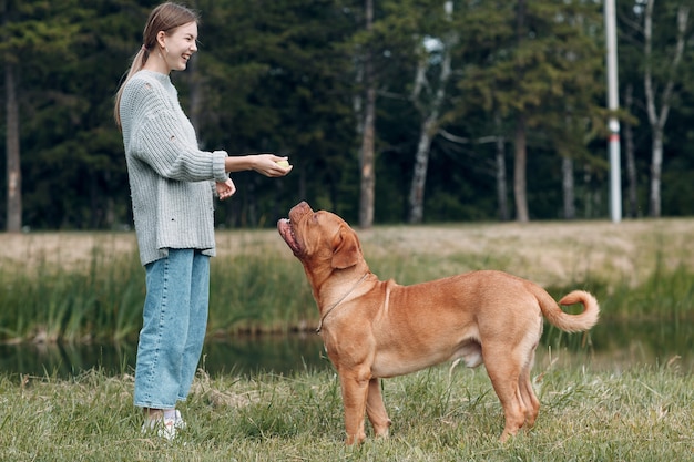 Dogue de Bordeaux lub Mastif Francuski z młodą kobietą grającą w piłkę w parku na świeżym powietrzu.