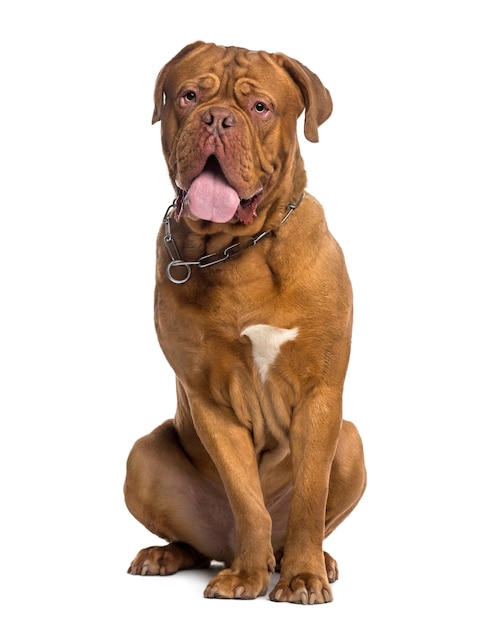 Dogue de Bordeaux siedzi