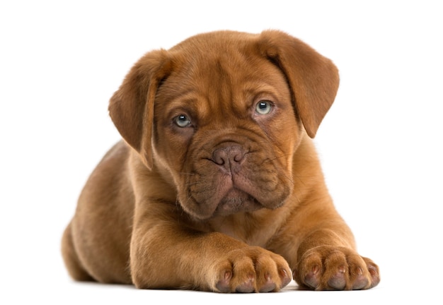 Dogue de Bordeaux szczeniak leżący przed białą ścianą