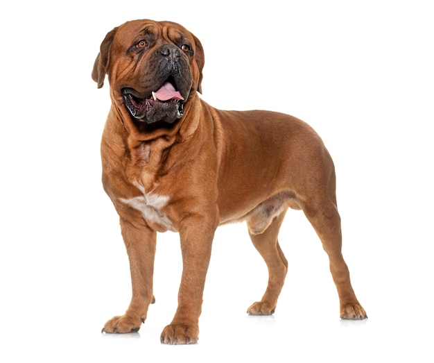 Dogue de Bordeaux