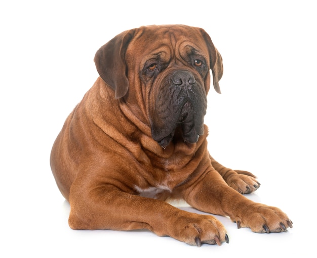 Dogue de Bordeaux