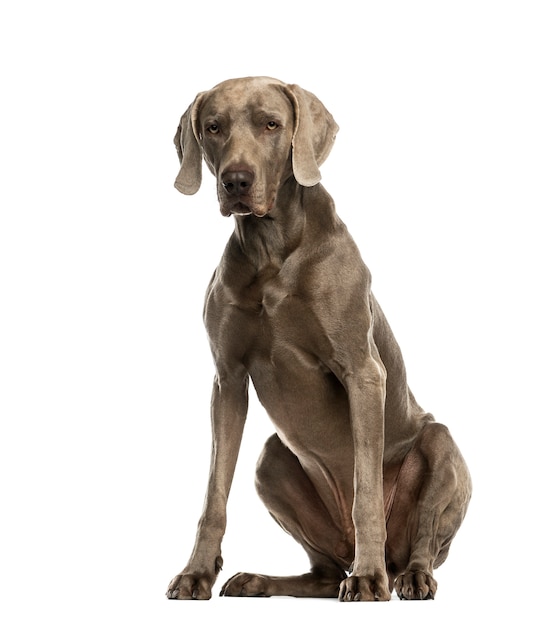 Dogue de Weimar przed białą ścianą