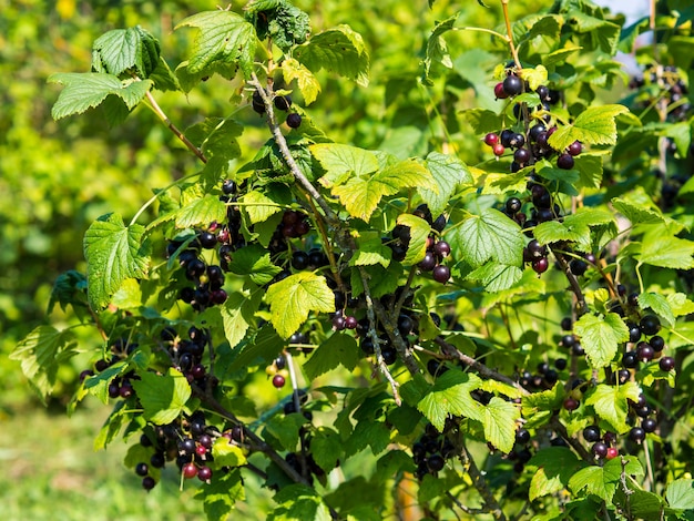 dojrzała czarna porzeczka na gałęzi latem na rozmytym naturalnym tle