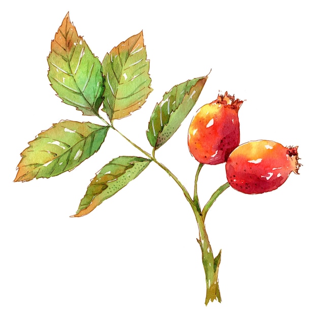 Dojrzała czerwona róża pomalowana akwarelą Letni nastrój idealna na opakowanie lub projekt pocztówki