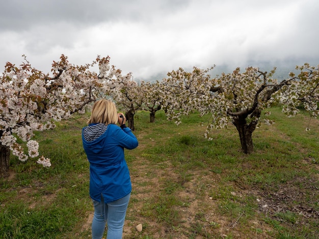 Dojrzała kobieta fotografuje drzewa w krajobrazie pól z drzewami wiśni w okresie kwitnienia