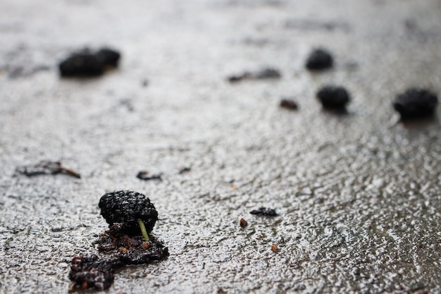 Zdjęcie dojrzała morwa leżąca na asfalcie po deszczu
