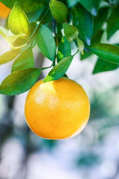 Dojrzała pomarańcza wisząca na drzewie