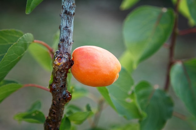 Dojrzała pomarańczowa morela na młodym drzewie
