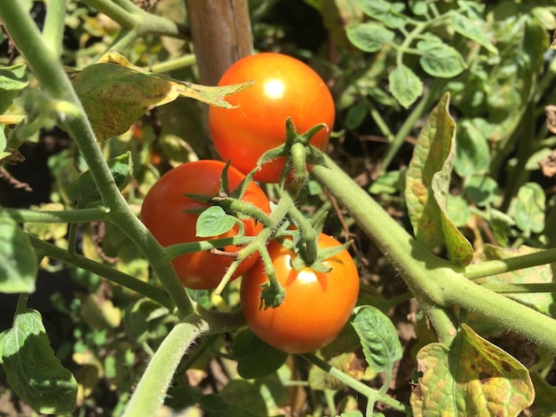 Dojrzała roślina pomidora rosnąca w przydomowym ogrodzie. Pęczek świeżych naturalnych czerwonych pomidorów na gałęzi w org