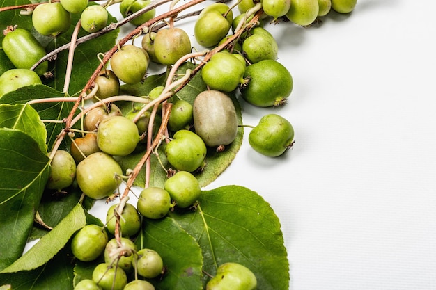 Dojrzałe Actinidia arguta lub kiwi na białym tle. Gałązki świeżych owoców z zielonymi liśćmi, makieta, szablon