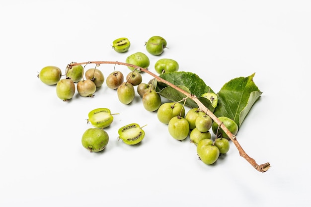 Dojrzałe Actinidia arguta lub kiwi na białym tle. Gałązki świeżych owoców z zielonymi liśćmi, makieta, szablon