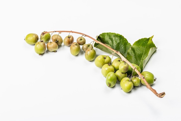 Dojrzałe Actinidia arguta lub kiwi na białym tle. Gałązki świeżych owoców z zielonymi liśćmi, makieta, szablon