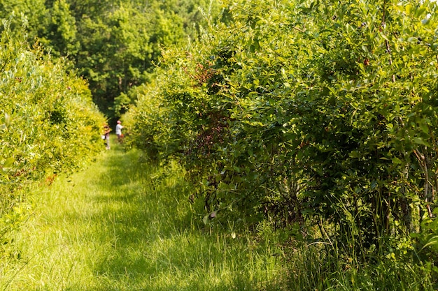 Dojrzałe borówki na farmie borówki południowej.