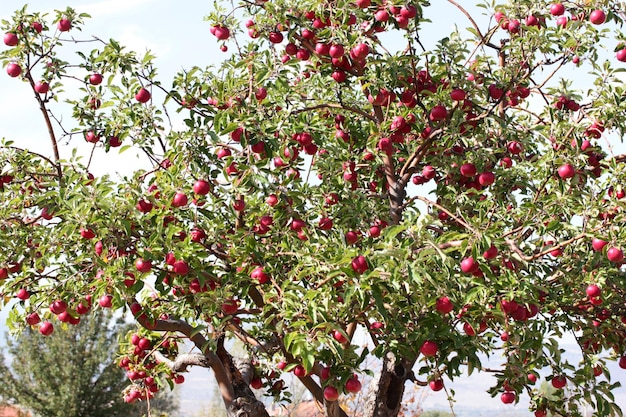 Dojrzałe czerwone jabłka na gałęzi drzewa