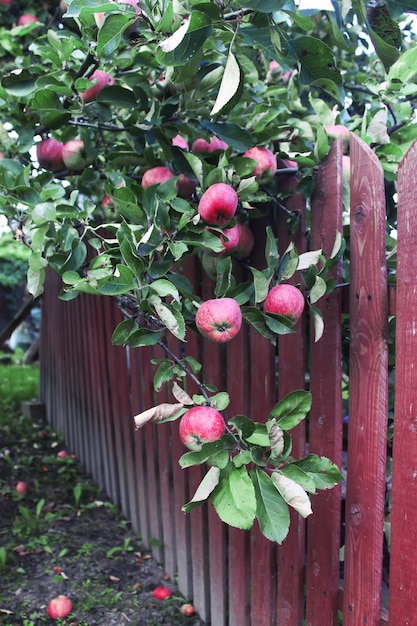 Dojrzałe czerwone jabłka na gałęzi jabłoni w ogrodzie