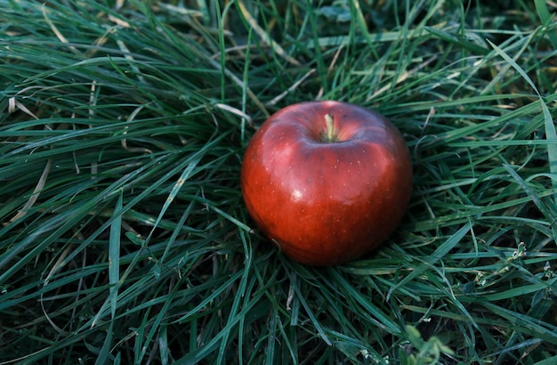 Zdjęcie dojrzałe czerwone jabłko w zielonej trawie