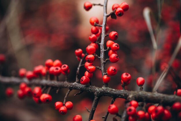 Dojrzałe czerwone jagody cotoneaster z bliska zdjęcie z selektywnym ostrościem