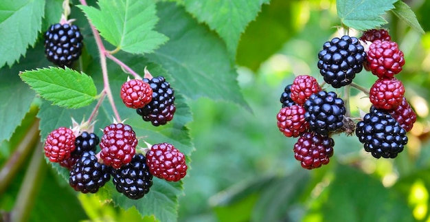 Dojrzałe, dojrzewające i niedojrzałe jeżyny na jeżynowym krzaku w ogrodzie. Rubus fruticosus.