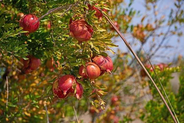 Dojrzałe granaty zwisające z gałęzi drzewa w ogrodzie na zewnątrz Obfitość świeżych, soczystych i zdrowych owoców rosnących na zielonym, zielonym podwórku w domu lub na polu w okresie żniw