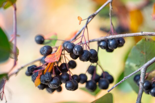 Dojrzałe jagody aronii jesienią selektywnej ostrości niewyraźne tło
