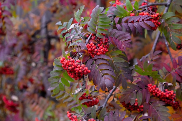 Dojrzałe jagody jarzębiny i kolorowe liście jarzębiny jesienią Roślina lecznicza Piękno natury Jesienne tło