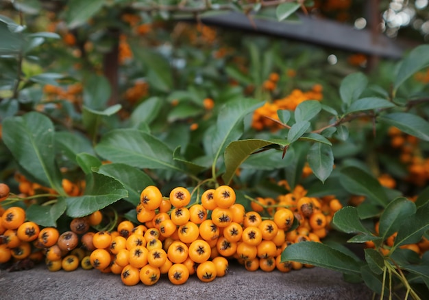 Dojrzałe jagody Ognika pomarańczowego lub rośliny Pyracantha na płocie