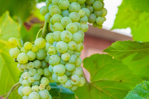 Dojrzałe kiście białych winogron na winnicy latem dobre zbiory do produkcji prosecco lub wina musującego