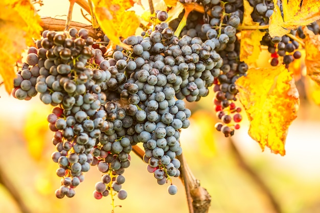Dojrzałe kiście ciemnoczerwonych winogron w ładnym świetle podczas wschodu słońca, jesiennych zbiorów winogron