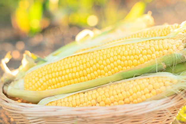 Dojrzałe kolby kukurydzy w koszu stojącym na ziemi w zielonym polu kukurydzy na zachodzie słońca z bliska z selektywnym naciskiem Rolnictwo ekologiczne ogrodnictwo żniwa lub koncepcja ekologii