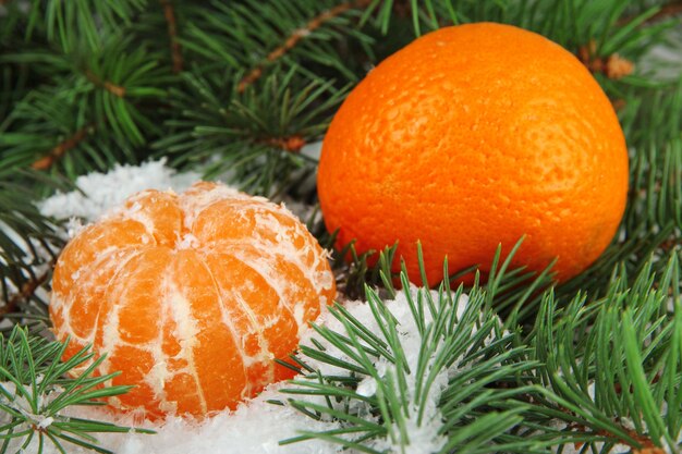 Dojrzałe mandarynki z gałęzią jodły w śniegu z bliska
