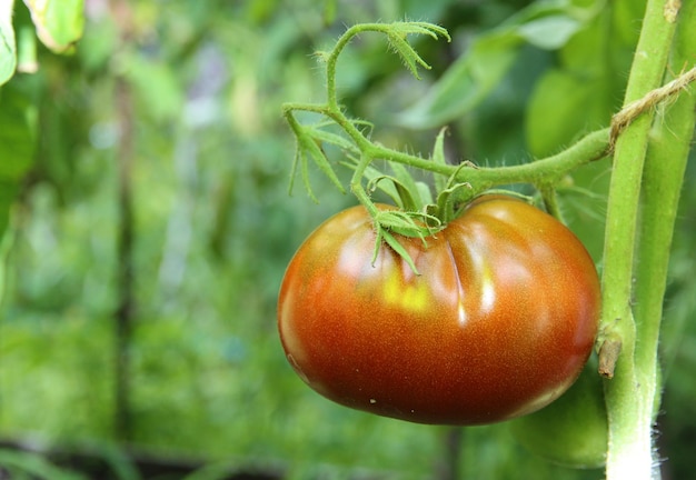 Dojrzałe naturalne pomidory rosnące na gałęzi w szklarni Płytka głębia ostrości