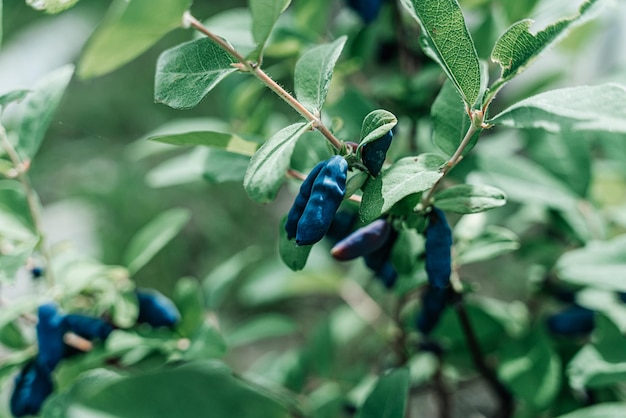 Dojrzałe niebieskie jagody wiciokrzewu rosnące na zielonej gałęzi kopii przestrzeni