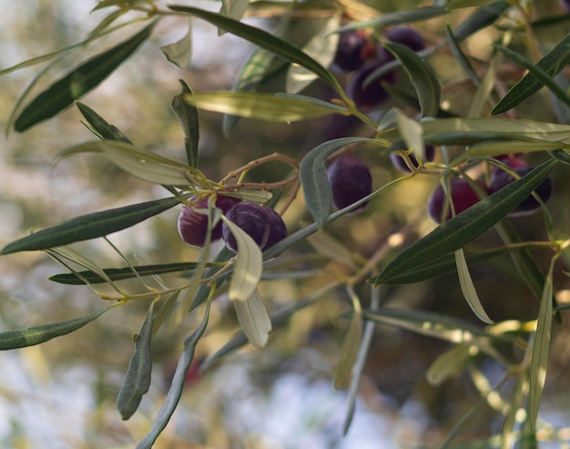 Dojrzałe oliwki na gałęzi drzewa w słoneczny dzień na wyspie w Grecji