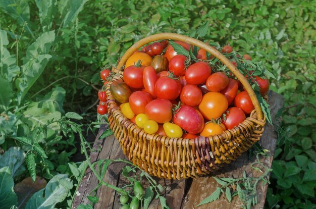 Dojrzałe organiczne pomidory ogrodowe gotowe do zbioru w polu w słoneczny dzień. Zbiór świeżych organicznych pomidorów w ogrodzie.