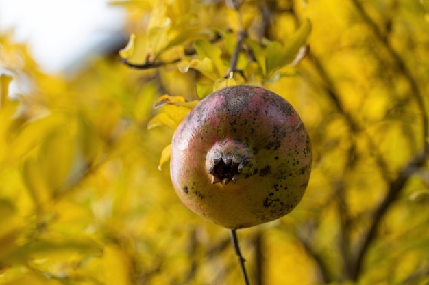 Dojrzałe owoce granatów wśród jesiennych liści