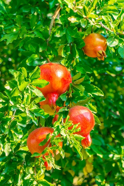 Dojrzałe owoce granatu na gałęzi drzewa. Natura, jedzenie