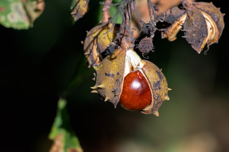 Zdjęcie dojrzałe owoce kasztanowca zwyczajnego zwanego conkers