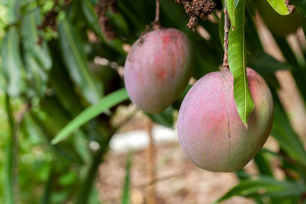 Dojrzałe owoce mango na drzewie