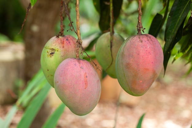 Dojrzałe owoce mango na drzewie