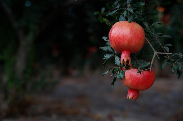 Dojrzałe piękne zdrowe owoce granatu na gałęzi drzewa w sadzie granatów Symbol izraelskiego święta Rosz Haszana