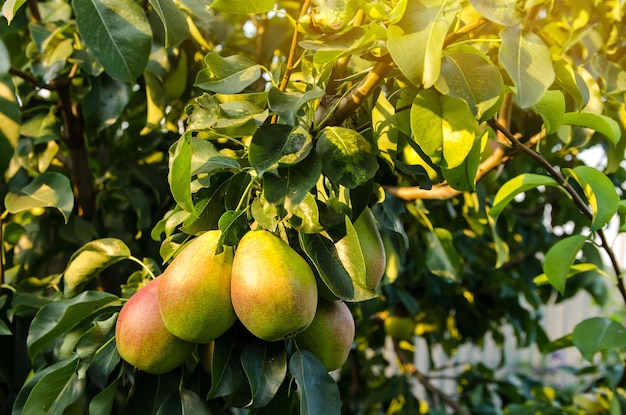 Dojrzałe, piękne zielone gruszki rosną w ogrodzie Owoce na drzewie Zdrowe, naturalne owoce