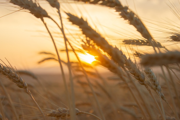 Zdjęcie dojrzałe pole pszenicy o zachodzie słońca