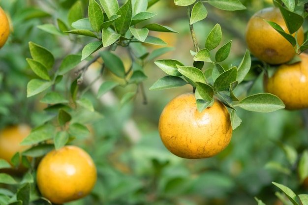 Dojrzałe pomarańcze na gałęziach mają zielone liście Pomarańcza w gospodarstwie
