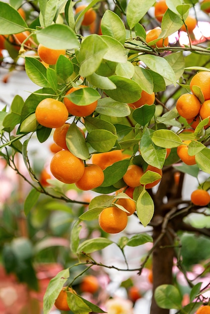 Dojrzałe pomarańczowe mandarynki owoc r na drzewie