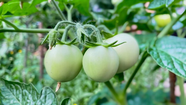 Dojrzałe pomidory na krzaku w otwartym polu z bliska przy dobrej pogodzie. Koncepcja agrarna i hodowlana.