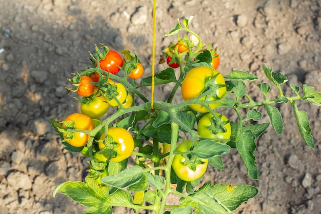 Dojrzałe pomidory naturalne rosnące na gałęzi w szklarni