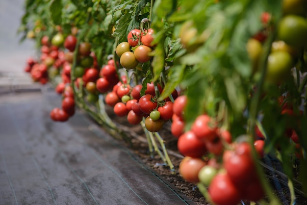 Dojrzałe pomidory są uprawiane w szklarni Zbliżenie
